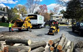 Best Firewood Processing and Delivery  in Lake Alfred, FL