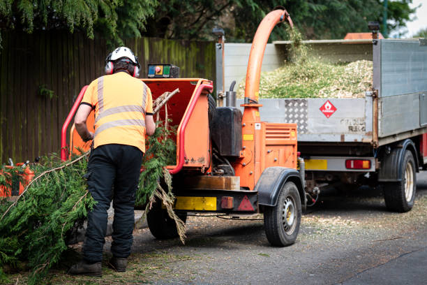 Best Grass Overseeding  in Lake Alfred, FL