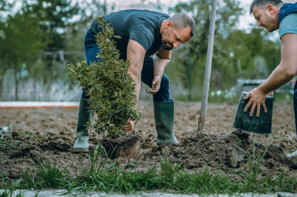 Best Tree Trimming and Pruning  in Lake Alfred, FL