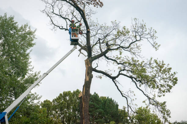 Best Tree Removal  in Lake Alfred, FL