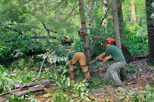 Best Storm Damage Tree Cleanup  in Lake Alfred, FL