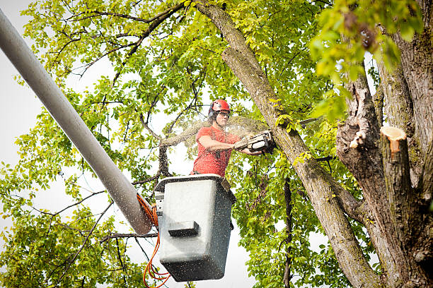 How Our Tree Care Process Works  in  Lake Alfred, FL